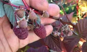 малина в руке малины Кримсон найт3