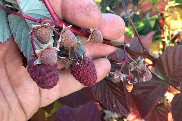 малина в руке малины Кримсон найт3