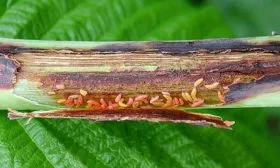 Малинная стеблевая галлица малины Кримсон найт4