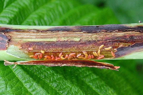 Малинная стеблевая галлица малины Кримсон найт4