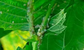 Малинная тля малины Кримсон найт5