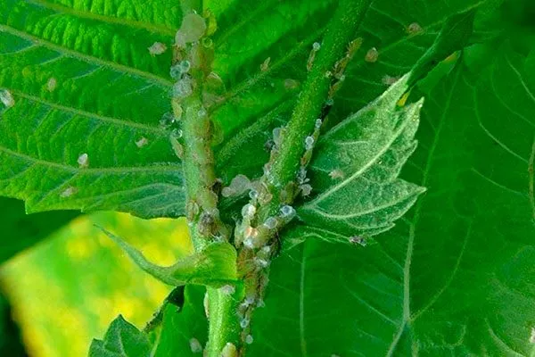 Малинная тля малины Кримсон найт5