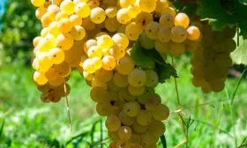 Malvasia Bianca винограда Мальвазия5