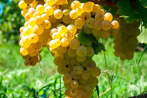 Malvasia Bianca винограда Мальвазия5