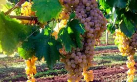 Malvasia di Candia винограда Мальвазия6