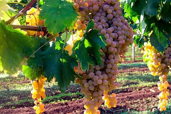 Malvasia di Candia винограда Мальвазия6