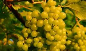 Malvasia_di_Lipari_new винограда Мальвазия7