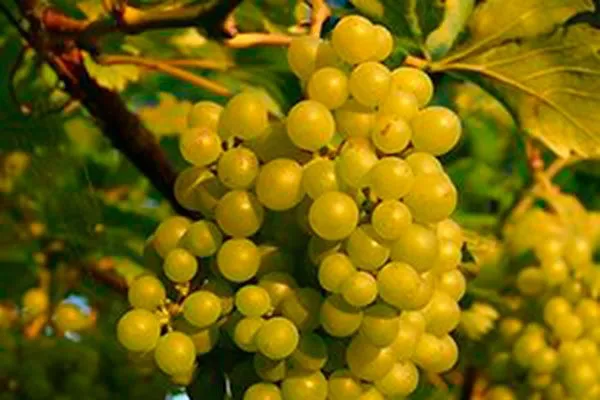 Malvasia_di_Lipari_new винограда Мальвазия7