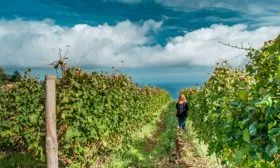 Мальвазия с острова Мадейра