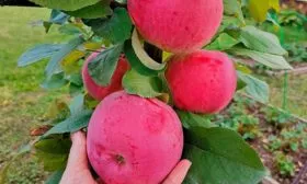 Марат Бусурин яблони Марат Бусурин7