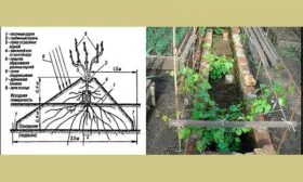 Методы посадки винограда Мальвазия16