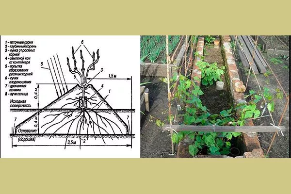 Методы посадки винограда Мальвазия16