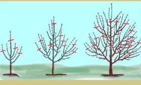 метёлки яблони Китайка Керр11