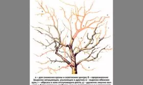 молаживающая обрезка Слива Персиковая Мичурина6
