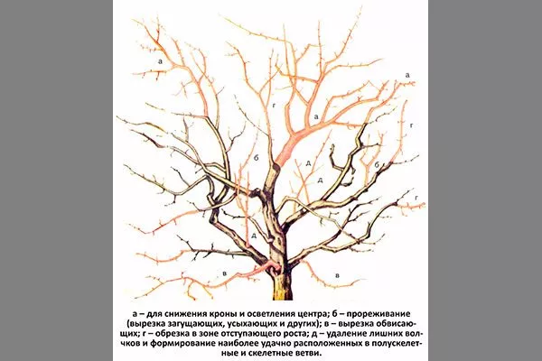 молаживающая обрезка Слива Персиковая Мичурина6