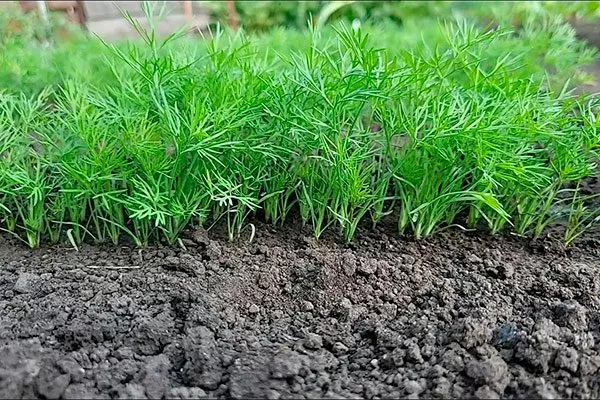 молодой укроп выращивание укропа Лохматый лев7