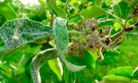 Мучнистая роса яблони Красное раннее14