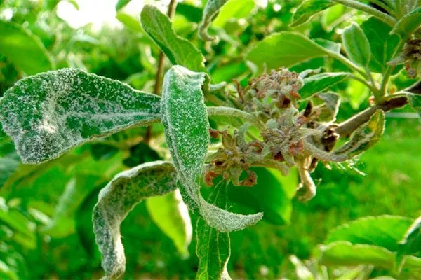 Мучнистая роса яблони Красное раннее14