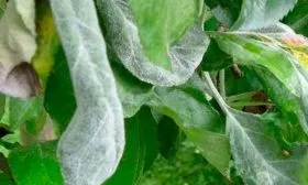 Мучнистая роса яблони Сирена1