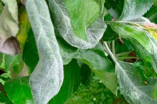 Мучнистая роса яблони Сирена1