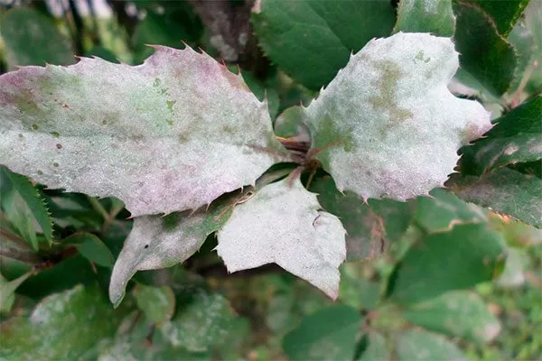 Мучнистая роса Яблоня Голден Делишес9