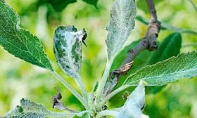 мучнистой росой яблони Ветеран6