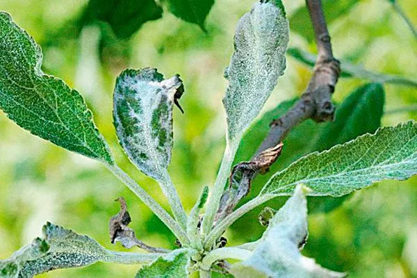 мучнистой росой яблони Ветеран6