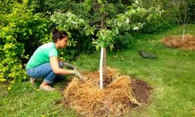 мульчирование