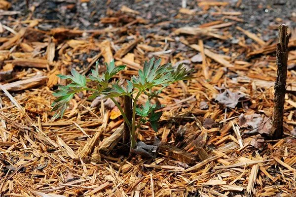 Мульчирование и рыхление пиона Йеллоу Краун12