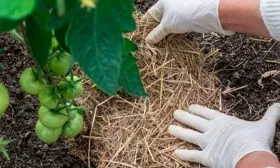 Мульчирование и рыхление, прополка томаты сорта Лабрадор6