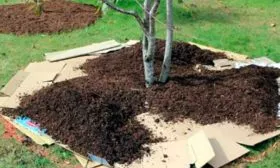 Мульчирование, утепление яблони Вишнёвое11