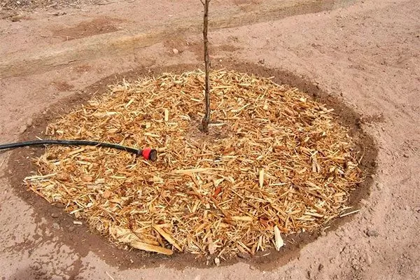 Мульчирование яблони Эра8