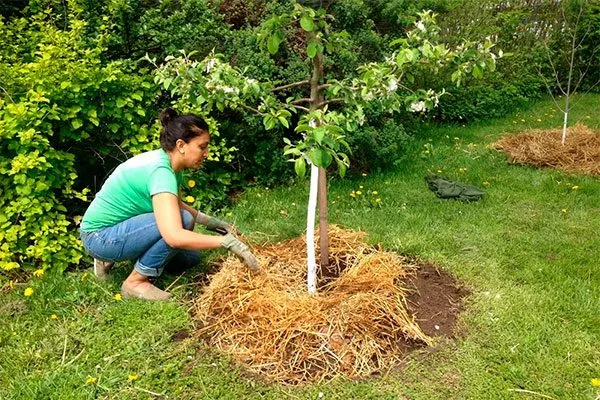 мульчирование