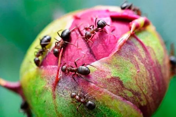 Муравьями пиона Сонома Хало5