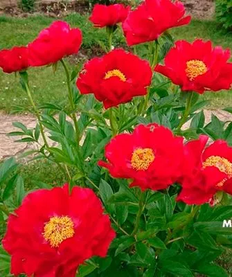 на дорожке пионов Макинак гранд6