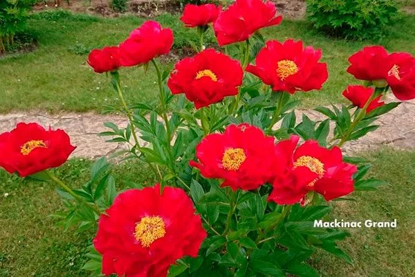 на дорожке пионов Макинак гранд6