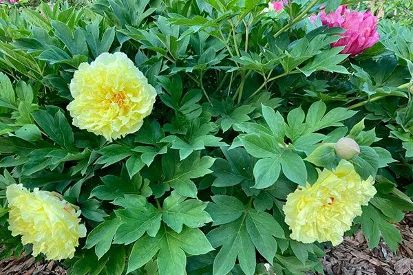 на клумбе пиона Сонома Хало7