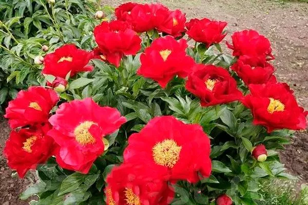 на клумбе пионов Макинак гранд7