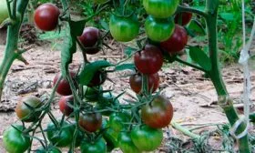 на кусте томата Вишенка чёрная6