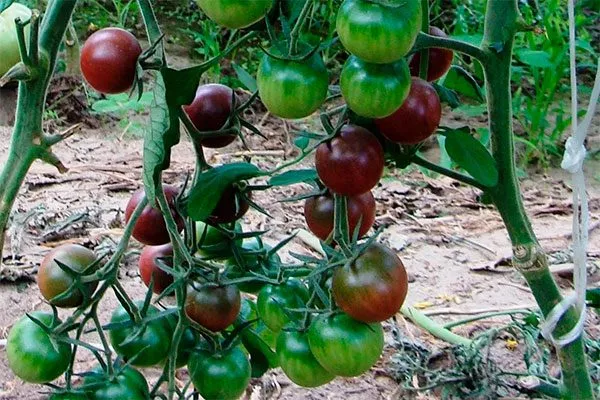 на кусте томата Вишенка чёрная6