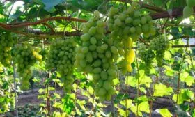на шпалере винограда Августин7