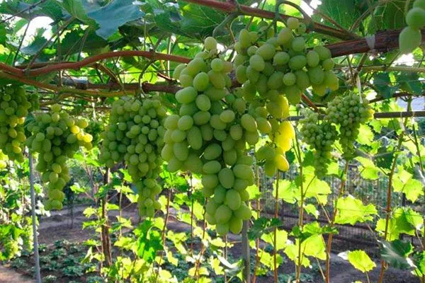 на шпалере винограда Августин7