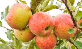 на ветке сорт яблок Осеннее полосатое10