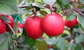 на ветке яблони Сирена2