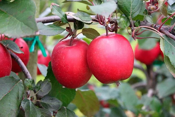 на ветке яблони Сирена2