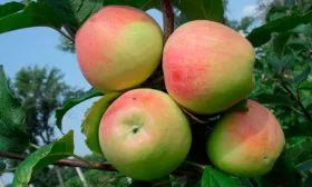 на ветке яблони Строевское8