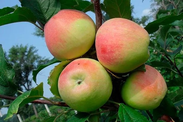 на ветке яблони Строевское8