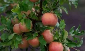 на ветке Яблоня Бельфлёр-китайка3