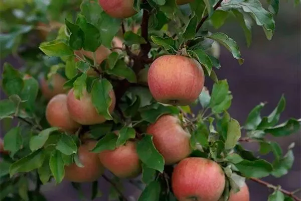 на ветке Яблоня Бельфлёр-китайка3