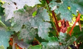 настоящей и ложной мучнистой росой винограда Родина11